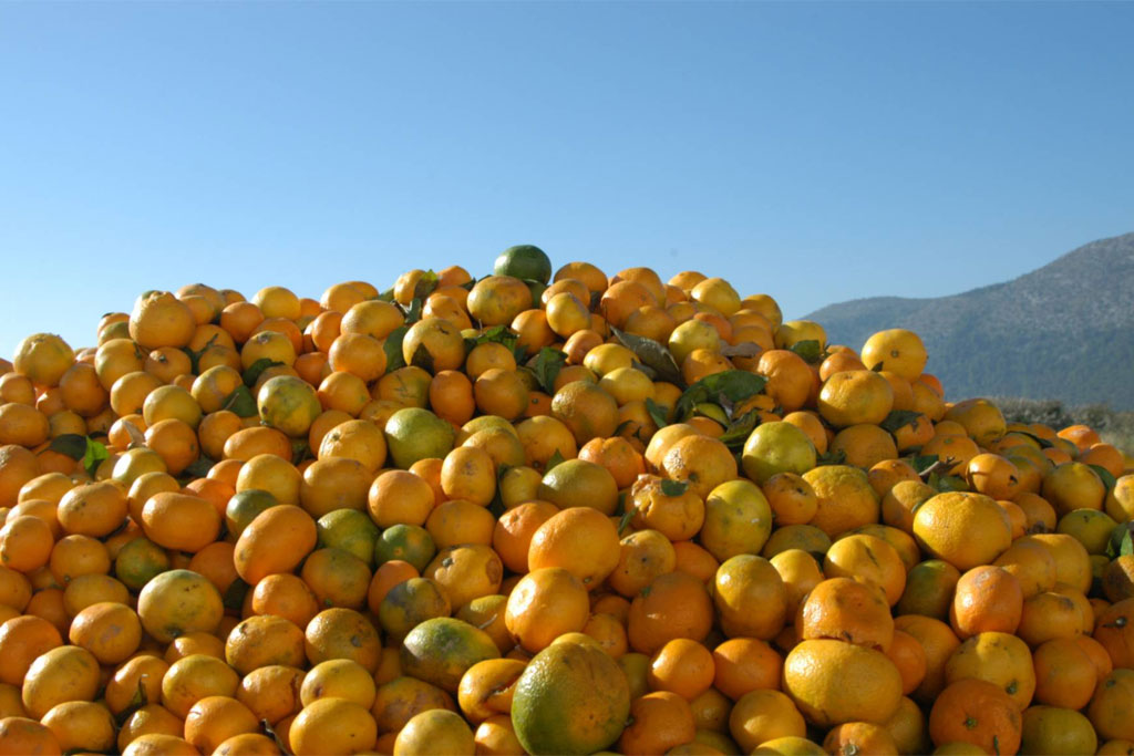 In Croatia, a pile of pest-damaged oranges, destined for disposal. Photo: FAO/IAEA/Louise Potterton