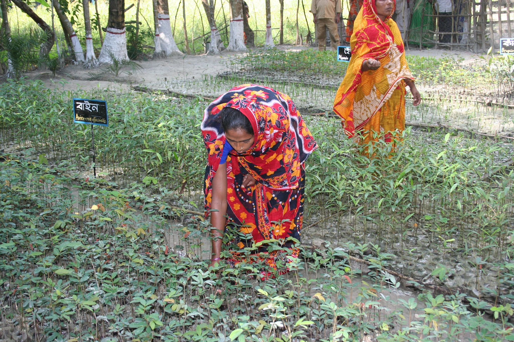11 November 2010 - Women in Char Kukri-Mukri tending to mangrove saplings. These saplings will be turned into a mangrove forest to protect the eroding coast. Such initiatives could help to reverse the effects of Climate Change, especially on rural women.  According to UN Women, women are more vulnerable to the effects of climate change than men— primarily as they constitute the majority of the world’s poor and are more dependent for their livelihood on natural resources that are threatened by climate change. Photo: UNDP