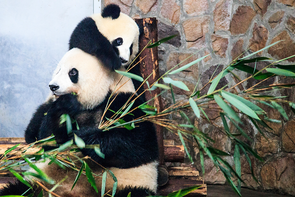 UNDP and China’s Chengdu Panda Base announced two baby panda cubs as the first ever Animal Ambassadors for the Sustainable Development Goals. Photo: UNDP / Nicola Longobardi