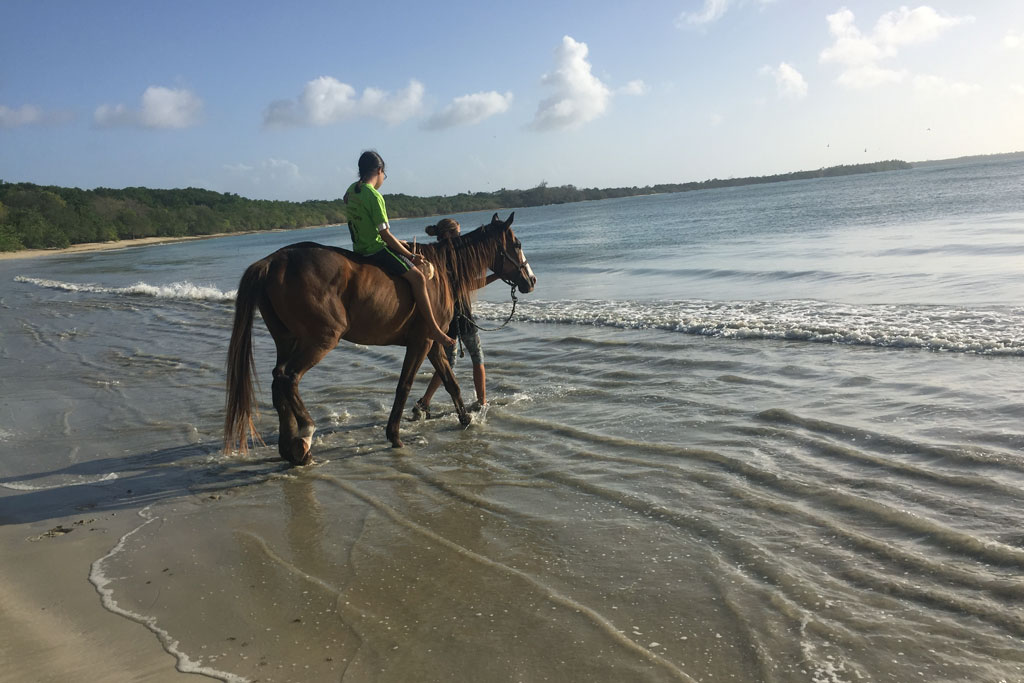 The Healing with Horses Foundation in Tobago provides a form of alternative  therapy for children with disabilities, or who come from troubled homes.  The children interact with horses in a  “magical park” decorated with affirmative messages, a homemade dream catcher  and seesaws crafted from discarded dining chairs.  Best of all, they get to ride the horses into  the cool waters of Buccoo Bay.  UN/Dianne Penn
