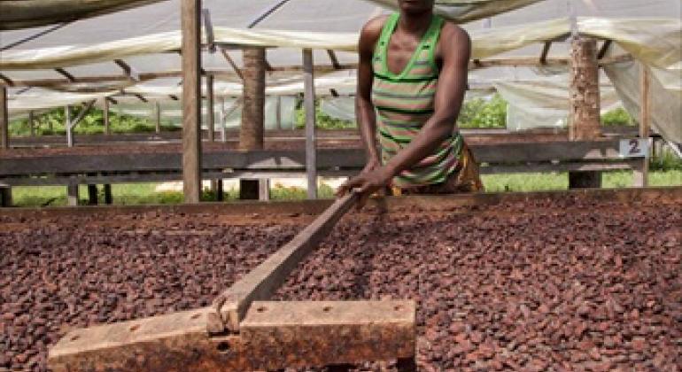 Solar drying of cocoa beans. ©IFAD/Susan Beccio