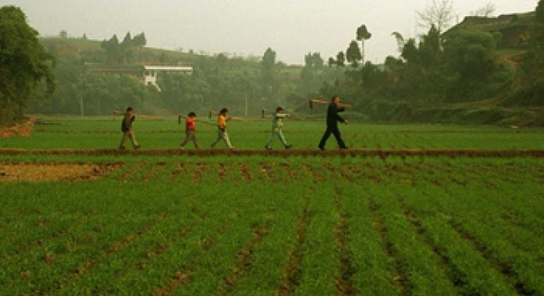A grandfather walking through a rice field followed by his grandchildren. ©FAO/Antonello Proto