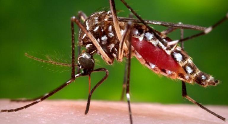 El mosquito Aedes Aegypti es el que transmite el virus del Zika. Foto: CDC/James Gathany