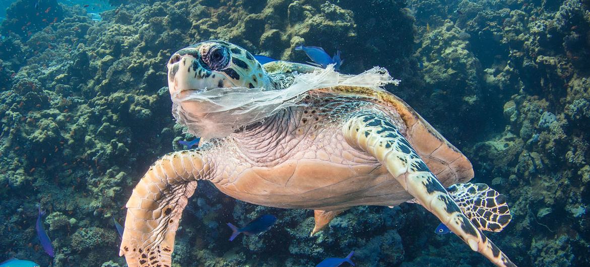La polución por plástico en los océanos es sumamente dañina para la vida marina.