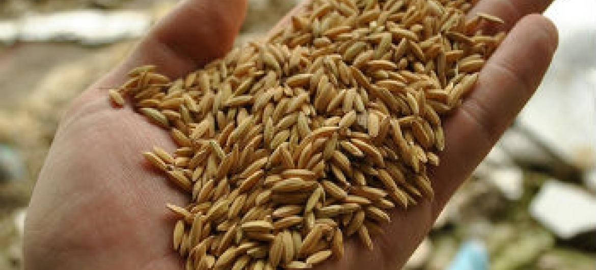 Produção de arroz. Foto: FAO/J.Belgrave