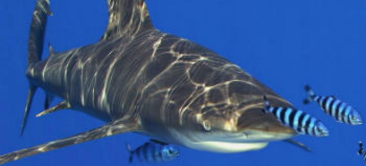 Agência lança software para proteger tubarões em extinção. Foto: Cites