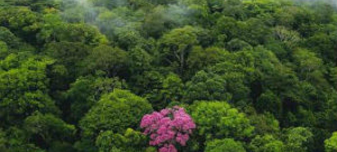 Conservação das florestas. Foto: Pnuma