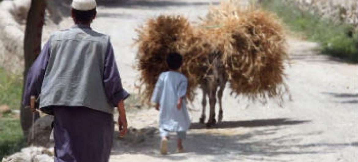 Um agricultor afegão e seu filho trazendo trigo da colheita. Foto: FAO/Giuilio Napolitano