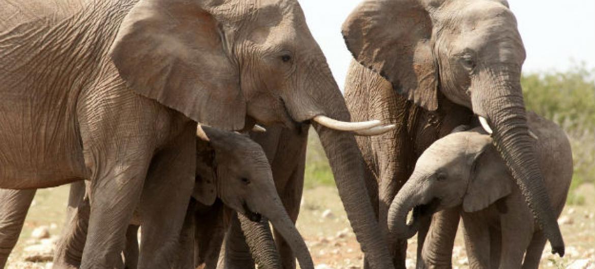 Caça furtiva ameaça ações para recuperar a população de elefantes em Angola. Foto: Pnuma
