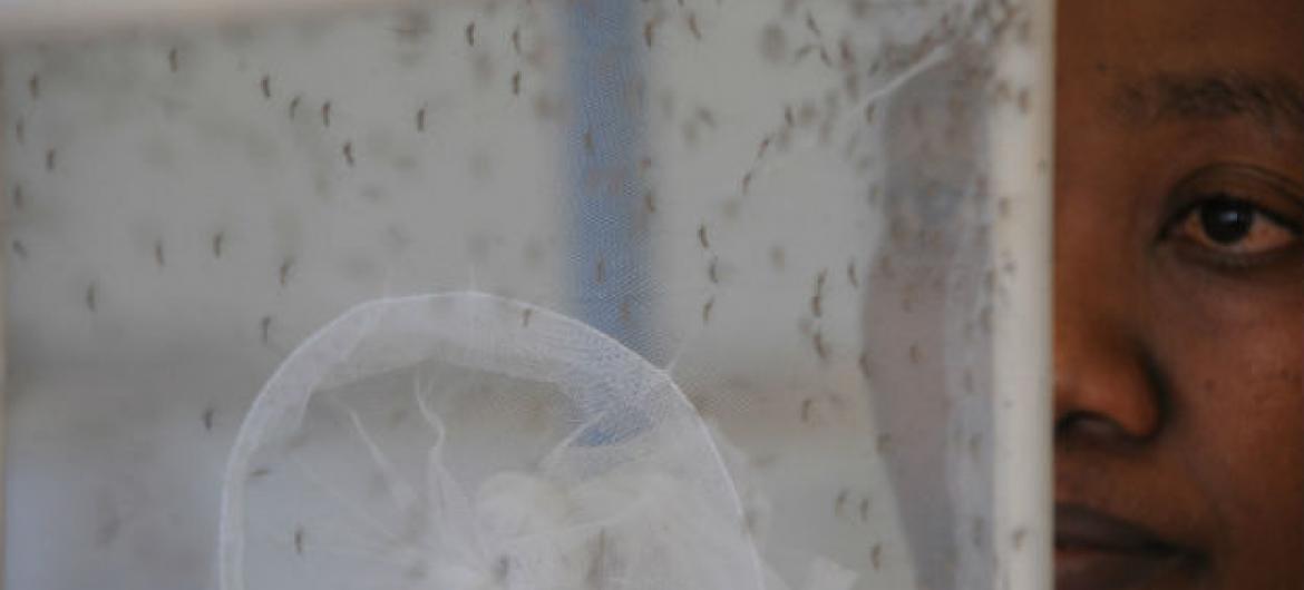Mosquitos em laboratório. Foto: FAO