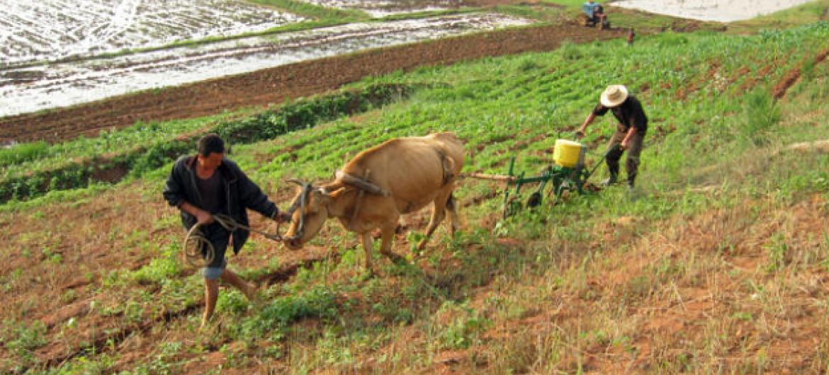 Agricultura na Coreia do Norte. Foto: FAO