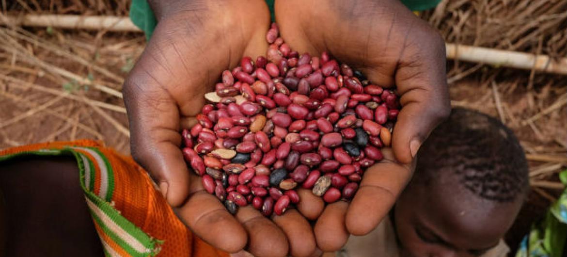 Famílias na República Centro-Africana recebem sementes do PMA e da FAO. Foto: FAO