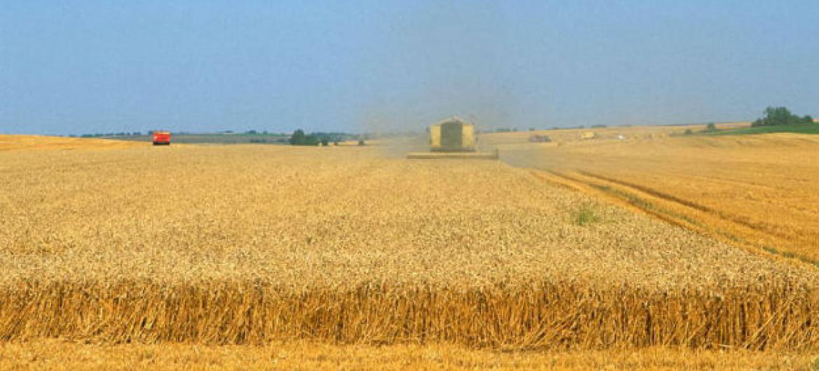 Produção de trigo deve crescer. Foto: FAO/Olivier Thuillier
