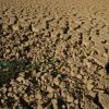 Dia Mundial de Combate à Desertificação Foto: FAO/Giulio Napolitano