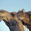 OMS recomenda evitar contato com camelos. Foto: Banco Mundial/Curt Carnemark