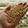 Produção de arroz deve alcançar 503 milhões de toneladas. Foto: FAO/J.Belgrave
