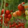 O tomate registou uma alta de 179 porcento. Foto: Banco Mundial/D. McCourtie