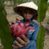 Inovação na agricultura familiar. Foto: FAO/Hoang Dinh Nam