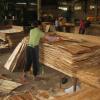 Produção de paineis de madeira na China. Foto: FAO
