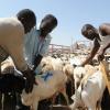 Exportação de gado na Somália. Foto: FAO