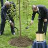 Ban Ki-moon (à dir.) e Sam Kutesa plantam árvore na sede da ONU. Foto: ONU/Mark Garten