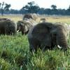 População de elefantes na África está a diminuir. Foto: Banco Mundial/Curt Carnemark