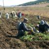 Agricultores na Mongólia colhem cenouras como parte de um programa da FAO de Cooperação Sul-Sul entre a China e a Mongólia. Foto: FAO