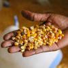 Os especialistas dizem que se deve investigar ingredientes além dos cereais habituais como o milho e o trigo. Foto: Banco Mundial/Daniella Van Leggelo-Padilla