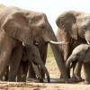 A caça furtiva ameaça ações para recuperar a população de elefantes. Foto: Pnuma