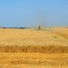 Expectativa é de crescimento no abastecimento de trigo. Foto: FAO/Olivier Thuillier