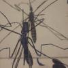 Mosquito Aedes é encontrado na Ilha da Madeira. Foto:Irin/Kate Mayberry