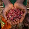 Famílias na República Centro-Africana recebem sementes do PMA e da FAO. Foto: FAO
