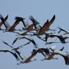 Pássaros migratórios. Foto: Jussi Mononen/Pnuma