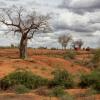 Dia Mundial de Combate à Desertificação é esta sexta-feira, 17 de junho. Foto: Banco Mundial/Flore de Preneuf