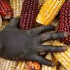 Reservas globais de cereais deverão diminuir em 2018 . Foto: FAO/Raphy Favre