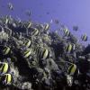 Segundo o Pnuma, os corais são um dos ecossistemas mais importantes do planeta e estão perdendo suas cores devido aos impactos da mudança climática. Foto: Pnuma/Glenn Edney