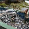 Pescadores descarregam atum no porto industrial de Abidjan, na Costa do Marfim. Foto: FAO/Sia Kambou