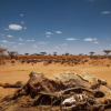 Seca na Somália. Foto: OIM/Muse Mohammed