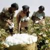 Cultivo de algodão em África. Foto: FAO/F Mattioli