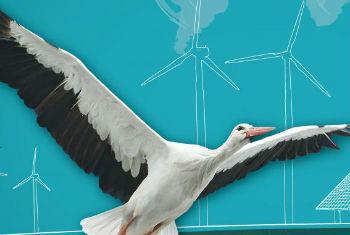 Dia Mundial das Aves Migratórias. Imagem: Pnuma