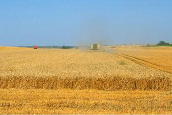 Expectativa é de crescimento no abastecimento de trigo. Foto: FAO/Olivier Thuillier