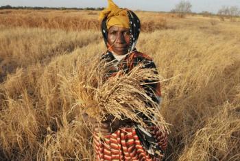 Agricultora em África. Foto: FAO/Seyllou Diallo
