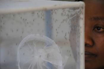 Mosquitos em laboratório. Foto: FAO
