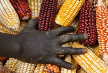 Reservas globais de cereais deverão diminuir em 2018 . Foto: FAO/Raphy Favre