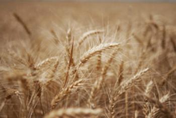 Пшеница. Фото ФАО