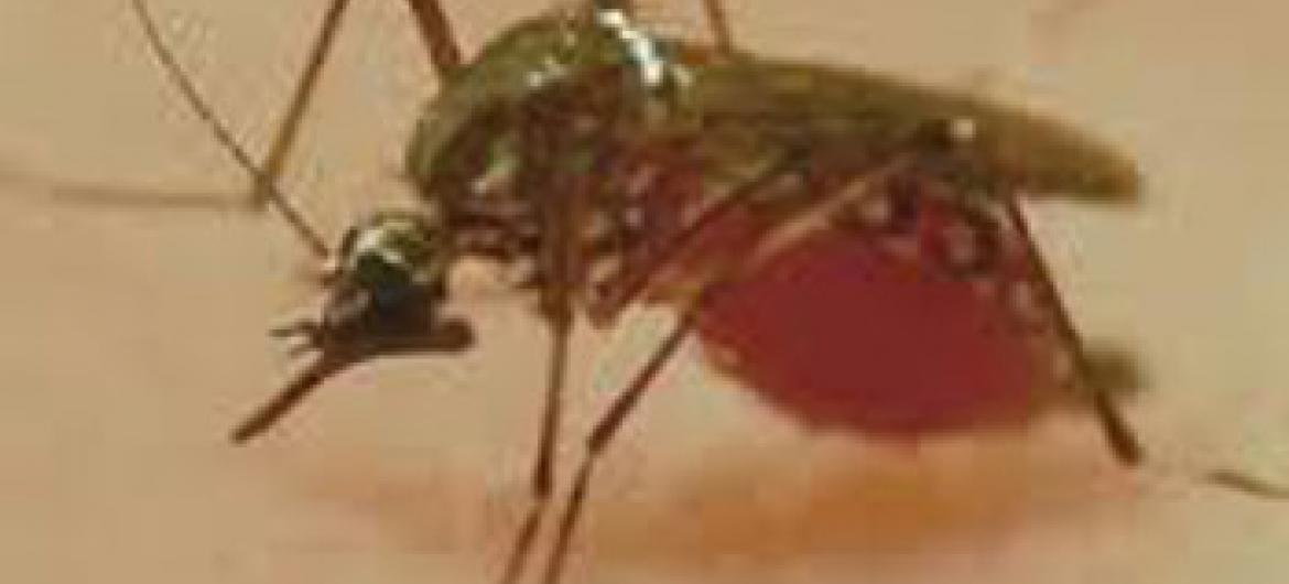 Mbu aenezae malaria na magonjwa mengine kama chikungynya. Picha:WHO