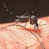 Mbu aina ya Aedes ndiye anayeambukiza ugonjwa wa homa ya Dengue. (Picha-WHO)