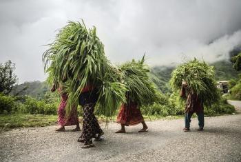 Wakulima wa Nepal wanabeba lishe ya mifugo. Picha: FAO
