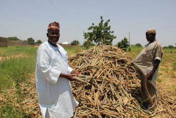 Wakulima Nigeria wajivunia mazao(Mtama)ya shamba lao.Picha: FAO
