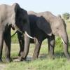 肯尼亚马赛马拉国家保护区的非洲灌木大象。尽管在非洲许多地方偷猎增加，但是马拉的大象数量正在增加。h